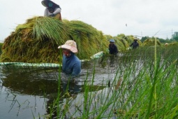 Người dân Đồng Tháp ngâm mình cắt năn, kiếm thu nhập 300.000 đồng/ngày