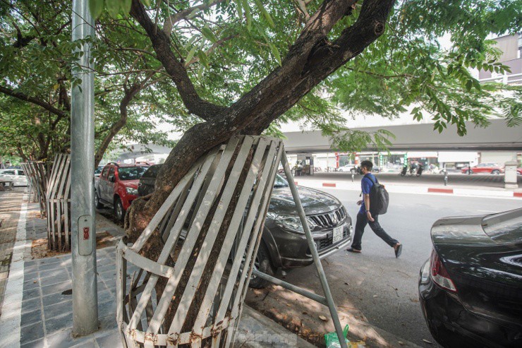 "Chất lượng của cây phải đo đạc mới đánh giá được, tuy nhiên nhìn qua có thể thấy phần thân và cành đều có dấu hiệu bong tróc", ông H. (Cầu Giấy, Hà Nội) cho biết.