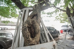 Hàng cây sưa quý hiếm trên Nguyễn Văn Huyên bị "kìm hãm" bởi hàng rào sắt