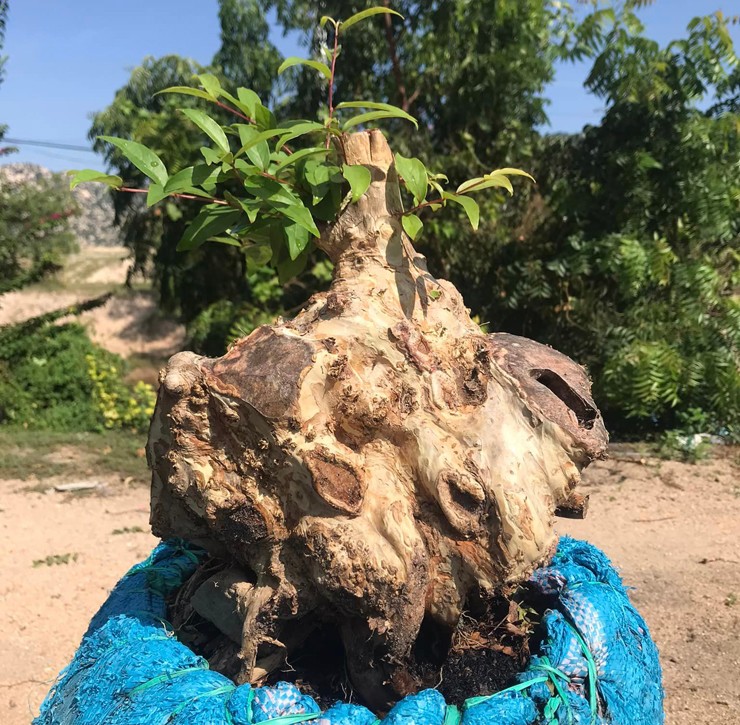 Trên thị trường bonsai bằng lăng có giá từ vài trăm nghìn đến vài chục triệu đồng tùy vào dáng thế và kích thước.
