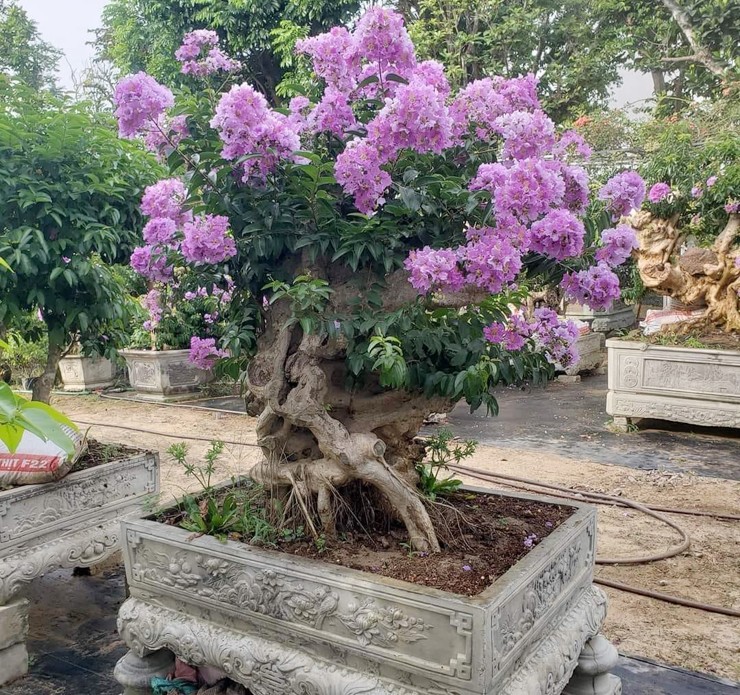 Bonsai bằng lăng là một trong các loại cây cảnh được ưa chuộng trên thị trường hiện nay. 
