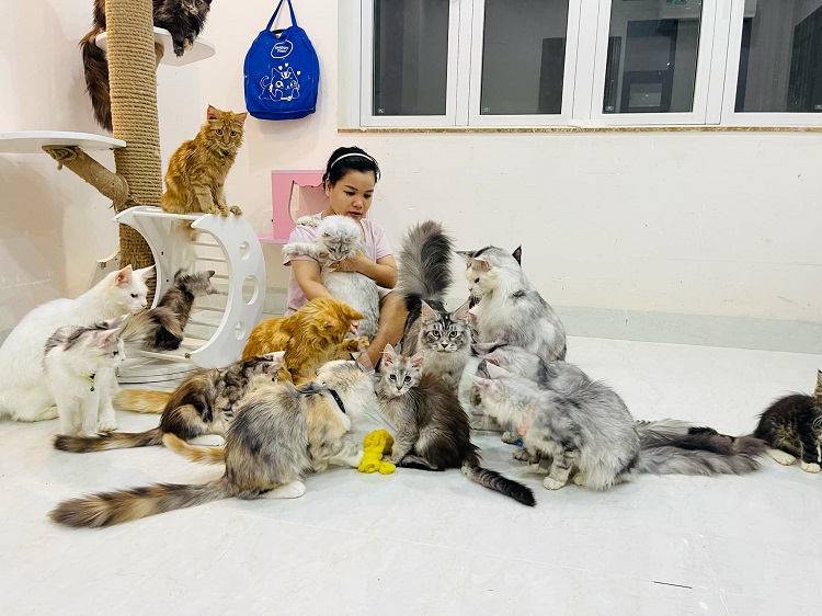 Đàn mèo Maine Coon của chị Trinh có giá hàng tỷ đồng.