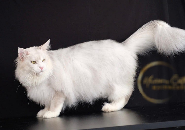 Con mèo Maine Coon chị Trinh mua với giá 400 triệu đồng.