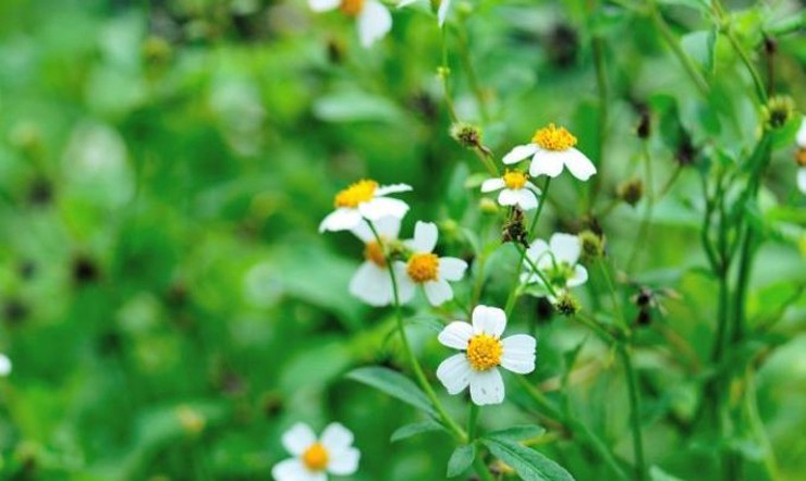 Cây hoa xuyến chi có tên khoa học là Bidens pilosa, thuộc họ cúc Asteraceae. Chúng phân bố ở nhiều nơi trên thế giới.
