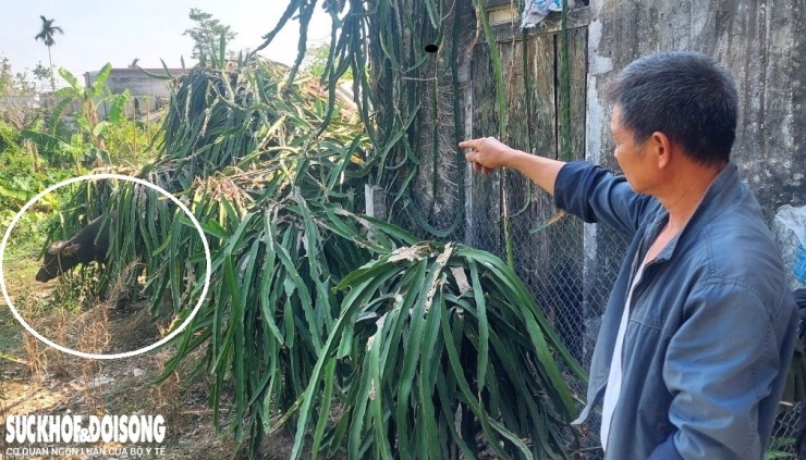 Trâu điên hoành hành Hải Dương, người dân đề cao cảnh giác