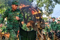Trình diễn đặc sắc tại triển lãm Quốc phòng quốc tế Việt Nam 2024: Đội hình quân khuyển và đặc công biểu diễn ấn tượng