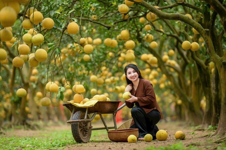 Ngắm vườn bưởi Diễn trị giá tiền tỷ ở Hà Nội, hàng trăm người kéo đến check-in - 6