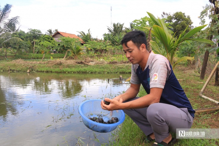 Anh Hội cho biết, sau 4 tháng nuôi, ốc nhồi bắt đầu cho thu hoạch.