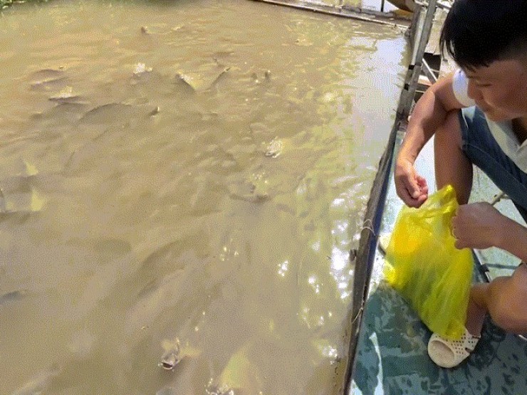 Người đàn ông Cần Thơ chăm sóc hơn 1.000 "thú cưng" dưới lòng sông