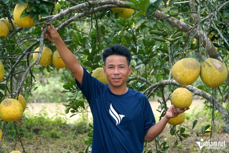 Anh Mão khoe vườn bưởi trĩu quả của gia đình sau một năm nuôi kiến diệt côn trùng. Ảnh: Lê Dương