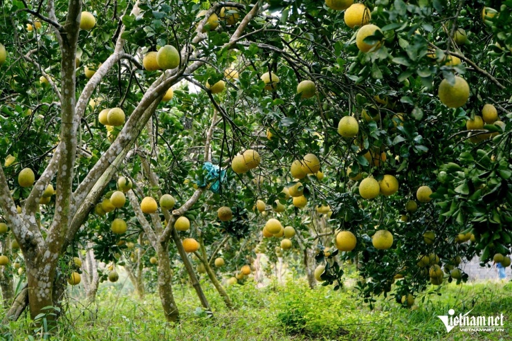 Nhờ nuôi kiến vàng mà gia đình anh Mão đã tiết kiệm chi phí hàng chục triệu đồng. Ảnh: Lê Dương