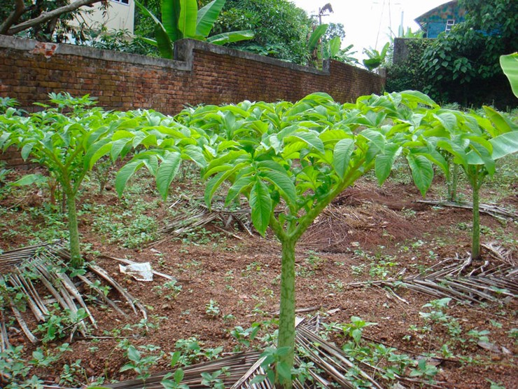 Cây này trước đây mọc hoang, sau đó được người dân trồng để thu hoạch vào cuối đông.&nbsp;
