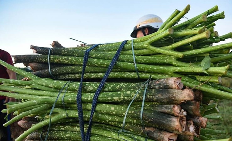 Chột nưa là phần thân ăn được và rất ngon. Trước đây, chột nưa từng gắn với những bữa cơm của người dân nghèo.&nbsp;
