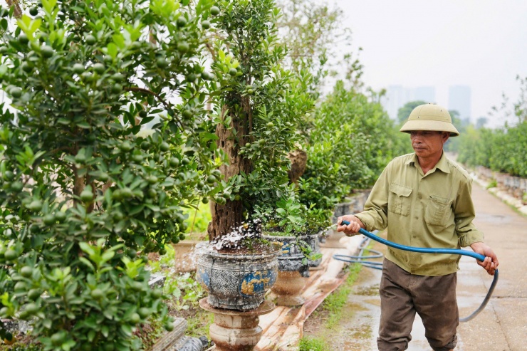 Quất mộc căn ‘thoát lũ’ lên chậu sẵn sàng phục vụ khách dịp Tết Nguyên đán - 5