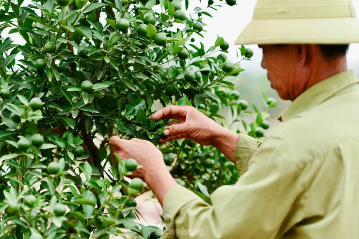 Để tạo ra loại loại quất này gặp nhiều khó khăn hơn so với quất truyền thống. Khó nhất khi chăm sóc quất mộc căn là lúc đưa bộ rễ nhô ra khỏi đất sẽ khiến cây khó hút dưỡng chất, đất dễ bị khô hơn.