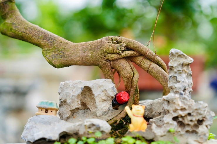 Ngoài những cây quất mộc căn lớn, các nhà vườn cũng tạo nhiều chậu bonsai có kích thước nhỏ được tạo hình đa dạng, phù hợp những ngôi nhà có diện tích nhỏ. Chậu nhỏ có giá từ 1 triệu tới vài triệu đồng, phù hợp với nhu cầu chơi cây cảnh của khách hàng thích cây cảnh Tết đẹp độc lạ nhưng không quá tốn kém.