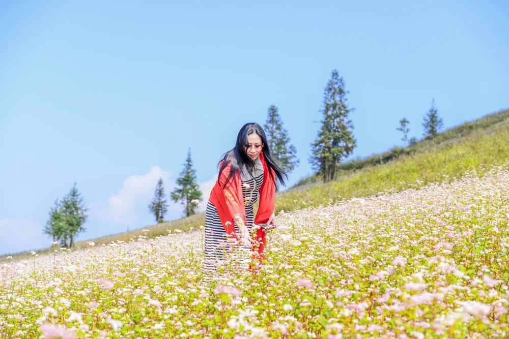 Loài hoa này đã trở thành nguồn cảm hứng thu hút du khách mọi miền đất nước đến Hà Giang tham quan và chờ đón Lễ hội hoa tam giác mạch thường niên tổ chức vào trung tuần tháng 11.