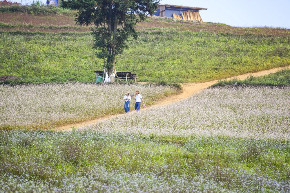 Cách thị trấn Cốc Pài, huyện Xín Mần, Hà Giang khoảng 5km, trên độ cao hơn 1.200m so với mực nước biển, thảo nguyên Suôi Thầu là điểm đến hấp dẫn với du khách khi đặt chân đến vùng đất phía tây của tỉnh Hà Giang.