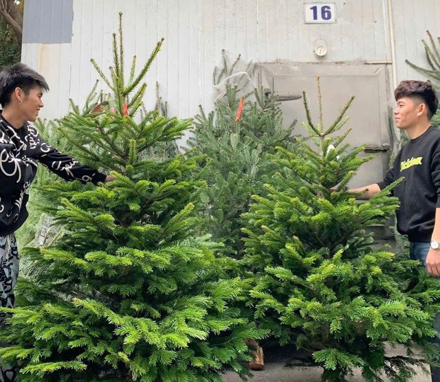 Thông tươi Đan Mạch là một trong những loại cây được khách hàng ưa chuộng.