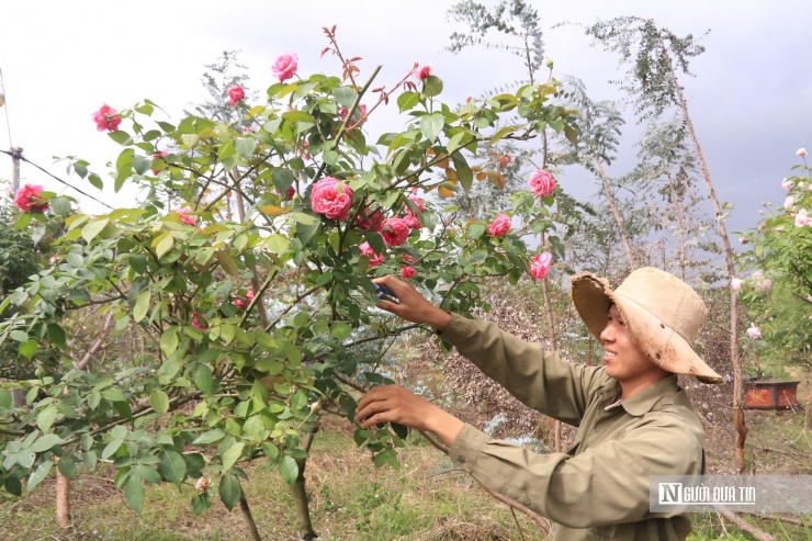 Hằng ngày, anh Nguyễn Việt Anh tận tụy với vườn hoa hồng.