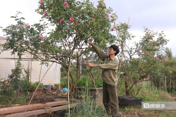 Chàng trai phố núi mang về doanh thu từ 700 triệu đến 4 tỷ đồng/năm từ việc kinh doanh hoa hồng.