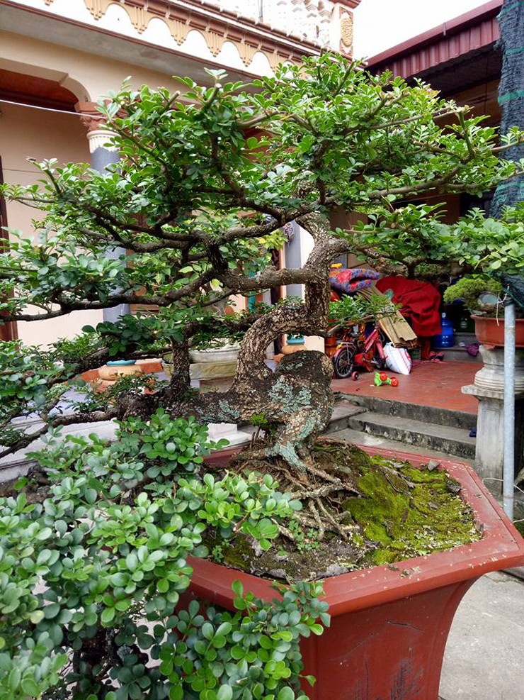 Cần thăng là cây bonsai được ưa chuộng trên thị trường những năm gần đây. 
