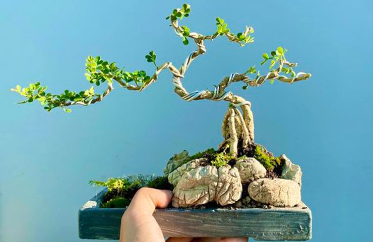 Vào dịp cuối năm, bonsai cần thăng được nhiều nhà vườn tung ra thị trường.
