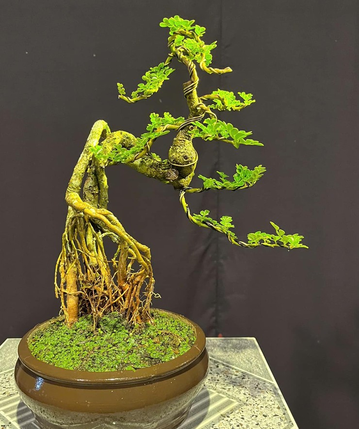 Tùy vào kích thước và dáng thế, mỗi chậu bonsai cần thăng có giá từ vài trăm nghìn đồng tới vài triệu đồng.
