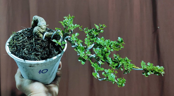 Cây cần thăng bonsai phù hợp để trưng trong nhà, trưng phòng khách hoặc bàn làm việc, không cần chăm sóc kỳ công nhưng cây vẫn phát triển tốt.&nbsp;
