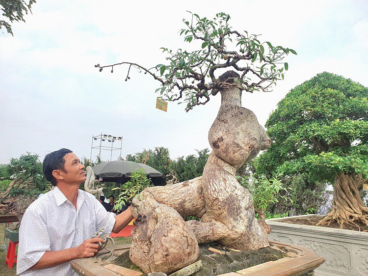 Đứng bên "cụ cóc" bonsai khoảng hơn 100 năm tuổi, anh Phạm Văn Thao cho biết, tác phẩm này của anh được coi là "độc nhất vô nhị", có người trả 250 triệu đồng nhưng anh không bán.