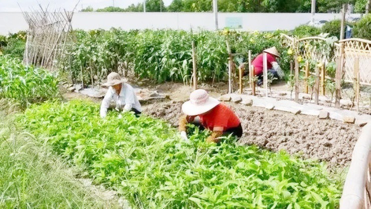 Trồng rau không bón phân, nuôi cá không thay nước mà thành triệu phú - 2