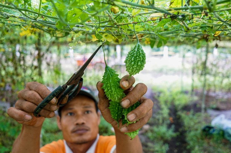 Trên thị trường, khổ qua rừng có giá khoảng 50.000 đồng/kg, trong khi loại khô có giá tới 150.000 đồng/kg
