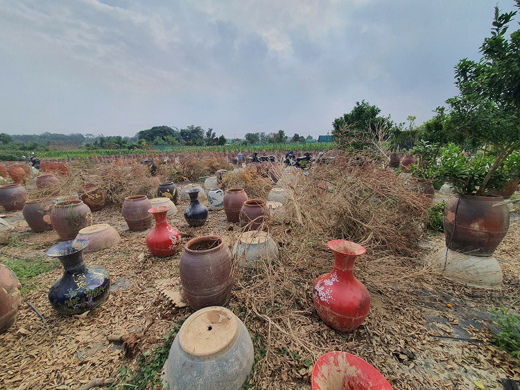 Những cây quất đã chết, người dân phải cẩn thận nhổ gốc, đào đất cũ ra và dọn dẹp để chuẩn bị vào vụ mới cho Tết năm sau.