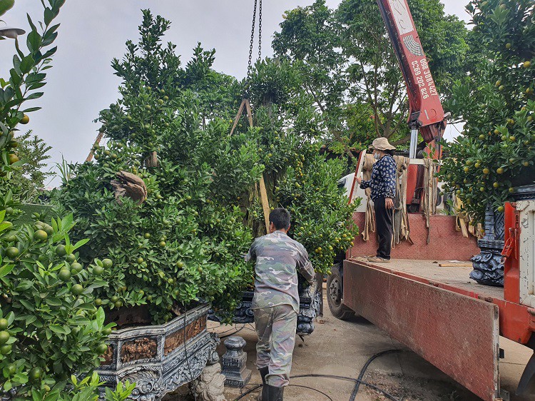 Những chậu quất này được nhà chị Quỳnh "chạy lũ" thành công đang được chở về vườn phục vụ thị trường Tết 2025.