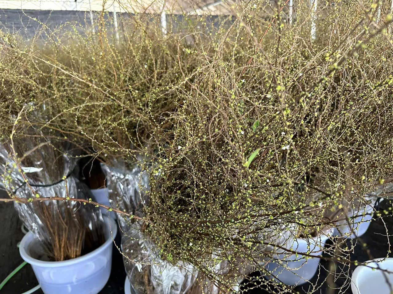 Mới đầu tháng 12 nhưng hoa tuyết mai đã bán khá chạy.