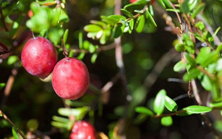 Trái cranberry (nam việt quất) là loại quả mọng màu đỏ, có xuất xứ từ phương Tây. Đây là loại trái cây thần thánh trong việc chống lại các gốc tự do nhờ chứa các hoạt chất chống oxy hóa, giúp trẻ hoá làn da, chống các bệnh ung thư. Ngoài ra, hợp chất polyphenol trong quả giúp cải thiện hoạt động tim mạch, nhất là ở những người bị động mạch vành.