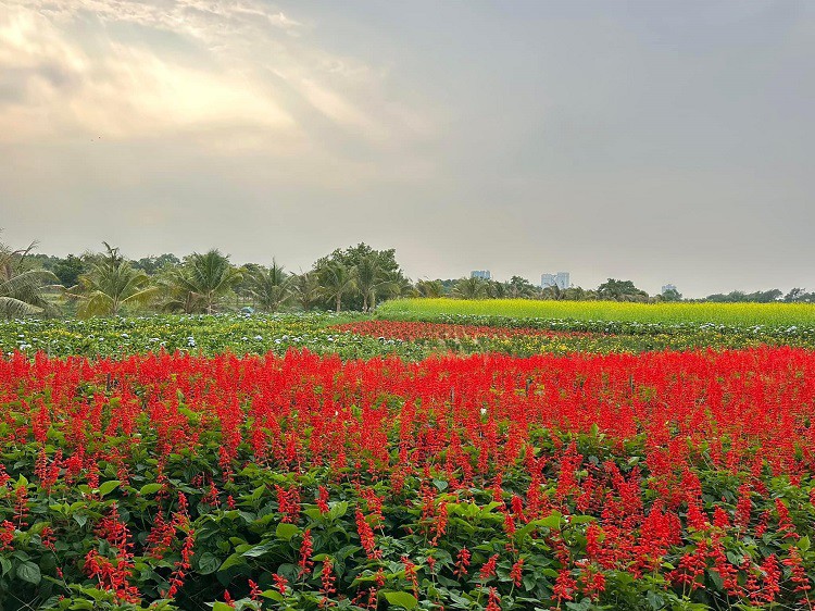 Những luống hoa đủ sắc màu.