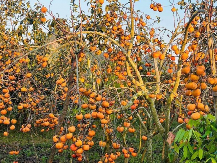 Tháng 11, hồng chuyển màu – thay vì trái còn hơi xanh như trước, giờ đây trên cây là những chùm lúc lỉu trái sẫm màu cam đẹp mắt. Lá cũng đã bắt đầu rụng hoặc úa dần.