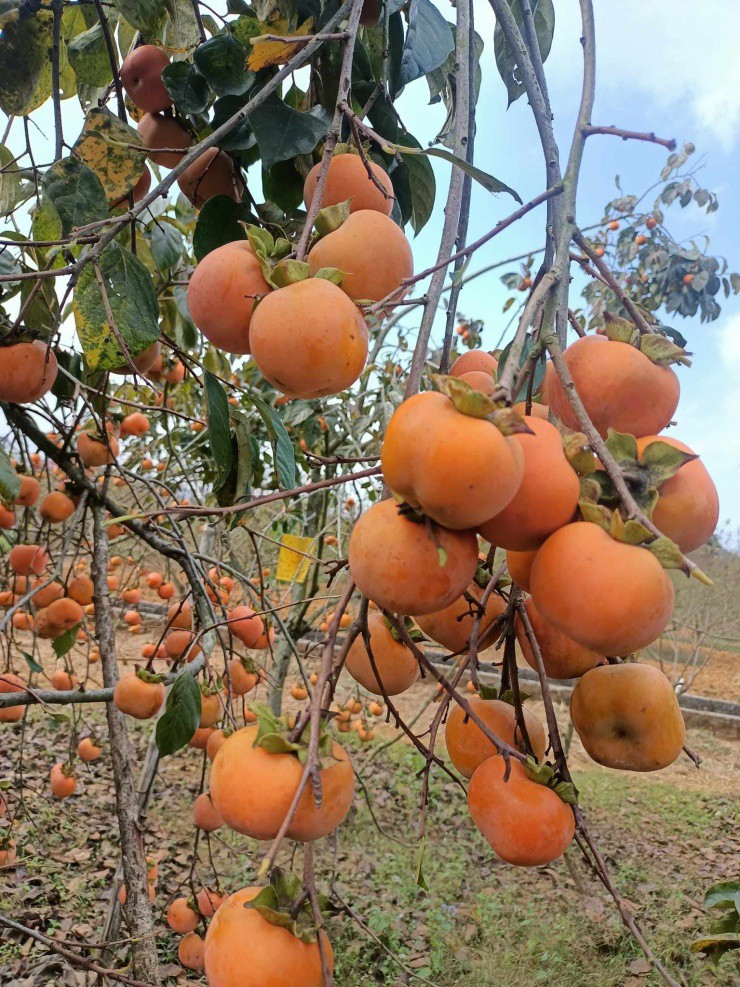 Những trái hồng to, khi ăn thì ngọt mát. Đây là giống hồng có nguồn gốc từ Nhật Bản, được trồng nhiều tại Mộc Châu từ hơn 10 năm trước. Giờ, hồng vuông không chỉ trở thành một trong những loại quả nổi tiếng của Mộc Châu mà vườn hồng còn là điểm đến thu hút khách du lịch.