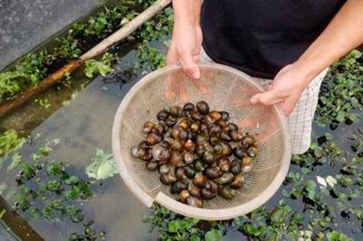 Trên thị trường, ốc lác được bán ở siêu thị hay trên chợ mạng với giá khá đắt đỏ. 1kg ruột ốc đã làm sạch có giá từ 150.000 đồng/kg.
