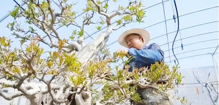 Cây quen thuộc thành bonsai, giá hơn 700 triệu mà chủ nhân quyết không bán - 3