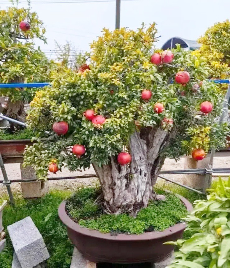 Cây quen thuộc thành bonsai, giá hơn 700 triệu mà chủ nhân quyết không bán - 1