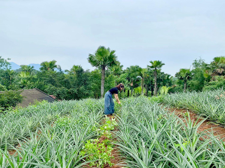 Những mảnh đồi từng trồng sắn, keo, bạch đàn được chị Yến chuyển đổi sang trồng dứa mật.