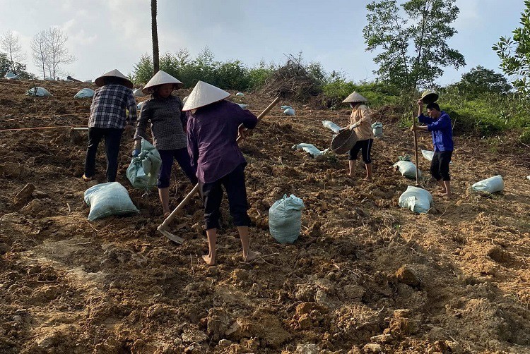 Dứa mật được trồng thuận tự nhiên, chỉ bón phân chuồng và tổng hợp, không dùng thuốc bảo vệ thực vật.