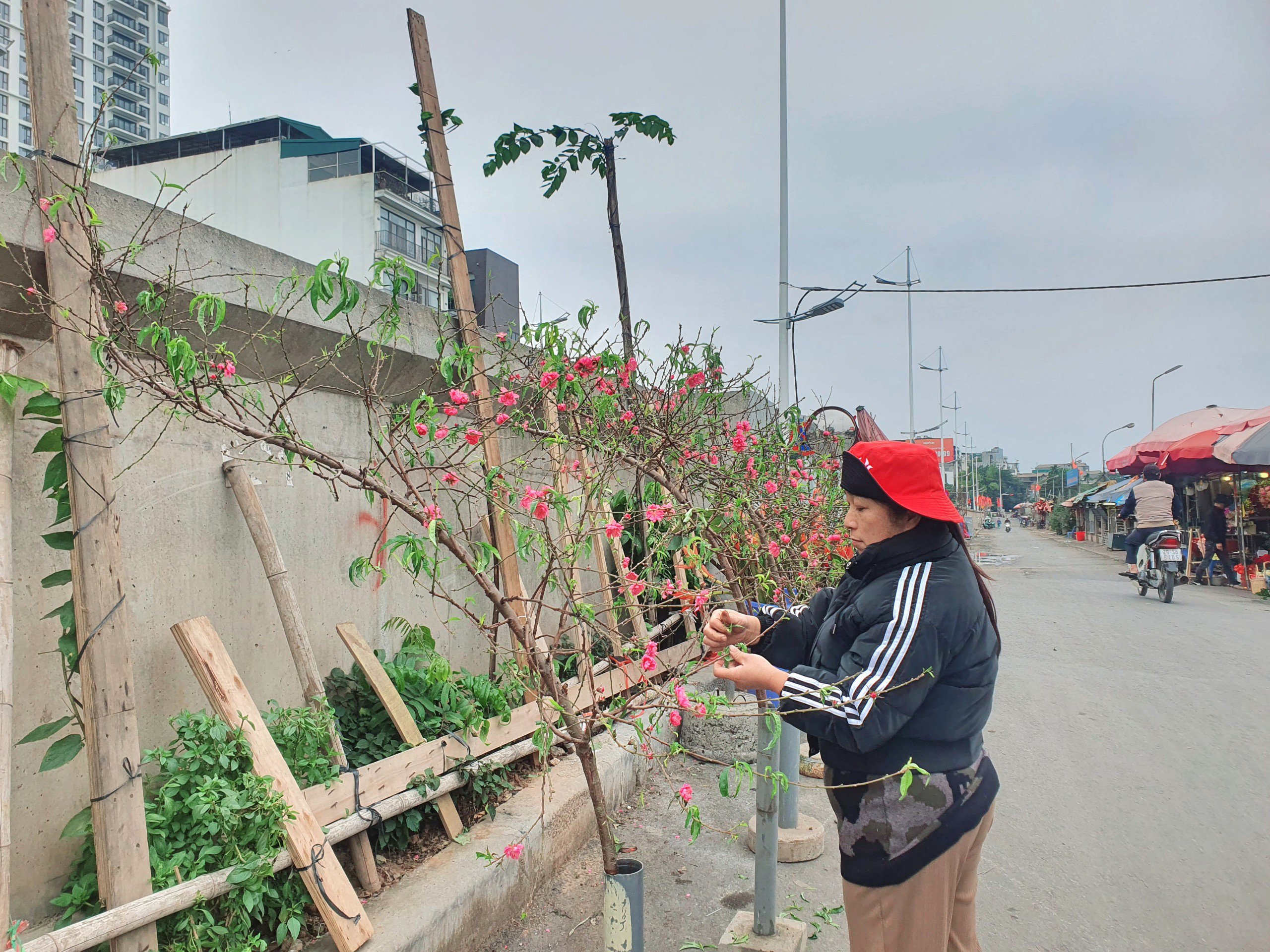 Cành to và nhiều nụ, nhiều hoa sẽ có giá từ 300-500 nghìn đồng/cành.