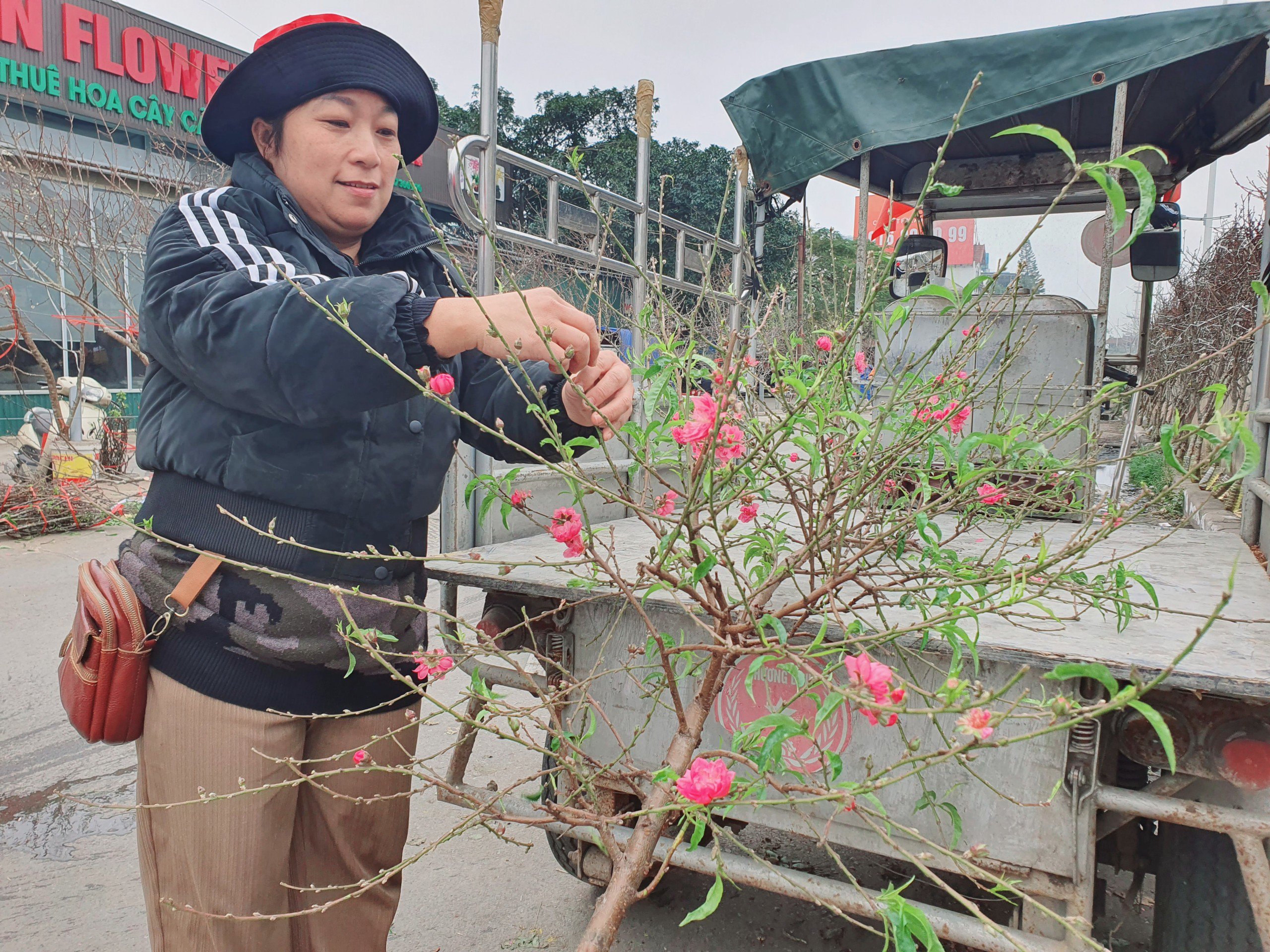 "Mình phải ngắt hết lá đi để dưỡng hoa và nụ, cây mới chơi được lâu. Có thể chơi từ giờ đến hết Tết Dương lịch", chị Hậu nói.