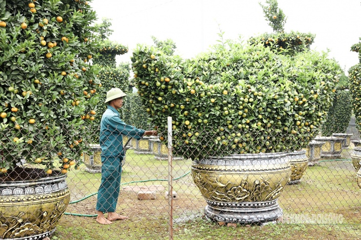 Có mặt tại gia đình anh Nguyễn Văn Thạnh (xã Liên Nghĩa, huyện Văn Giang, tỉnh Hưng Yên) nổi tiếng nhiều năm nay với nghề tạo dáng quýt cảnh, mỗi năm anh đưa ra thị trường hàng chục cặp quýt lục bình khổng lồ.