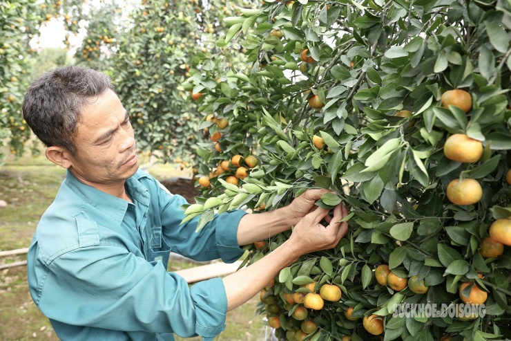 Anh Thạnh cho biết, năm nay ngay từ tháng 11 gia đình anh đã bán hết quýt lục bình, hút lộc, thỏi vàng. Hiện những cây quýt để ở vườn đều được khách gửi lại chăm sóc chờ đến ngày mang về chơi Tết.