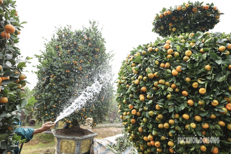 Để thu hút khách hàng, năm nay vườn nhà anh Thạnh sáng tạo thêm nhiều cây quýt với hình dáng giống bình hút lộc.