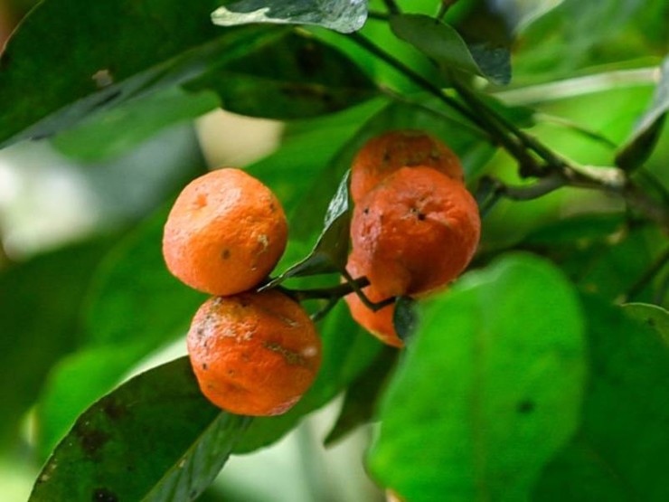 Vỏ của quả này còn được dùng làm trà, siro dùng trong gia đình, hoặc ngâm quả với mật ong trị ho.
